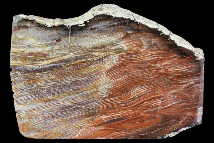 Petrified Wood (Araucioxylon) - Circle Cliffs, Utah #104623